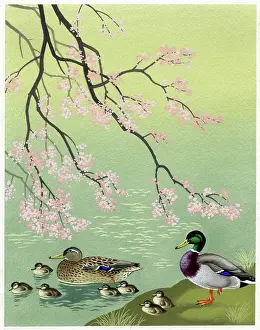 Almond: Mallard ducks and almond blossom