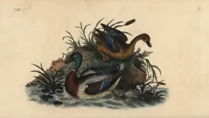 Platyrhynchos: Mallard ducks, Anas platyrhynchos, male and female pair