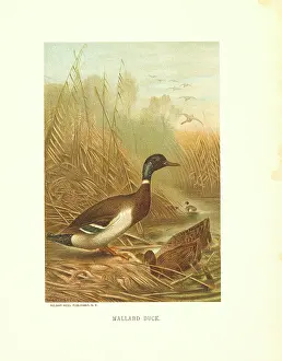 Selmar: Mallard - ducks - animals - birds - nature