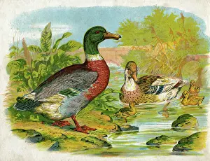 Mallard: Mallard ducks and ducklings
