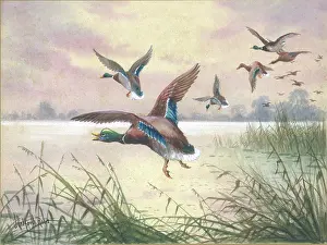 Halford: Mallard ducks in flight over a lake