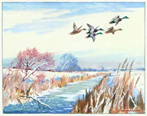 Dyke: Mallard ducks flying over a dyke in winter