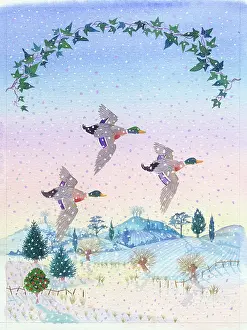 Mallard: Mallard ducks flying over hills and fields in snow