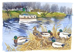 Sheds: Mallard ducks by a river