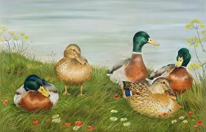 Mallard: Mallard ducks on a river bank