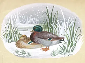 Mallard: Mallard ducks in the snow