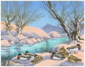 Mallard: Mallard ducks in the snow beside river