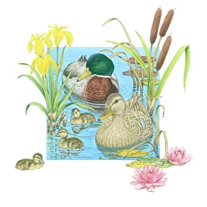 Waterlilies: Mallard pair and three ducklings
