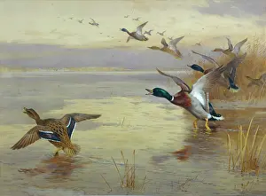 Mallard: Mallard Rising