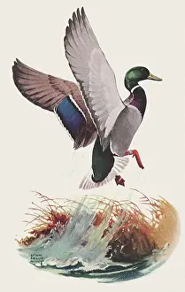 Ankle: Mallard Takes Flight