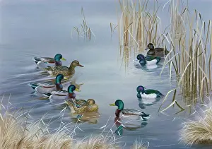 Tufted: Mallard and Tufted Ducks Feeding