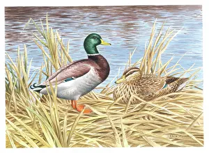 Mallards: Mallards