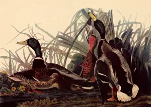 Mallards: Mallards