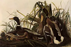 Snail: Mallards