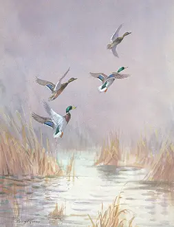 Mallards: Mallards Disturbed