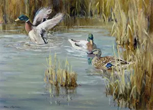 Mallards: Mallards ' duck and two drakes in pond