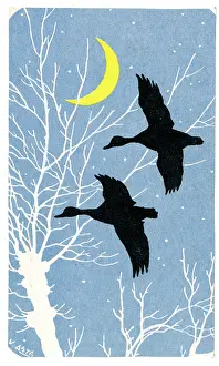 Crescent: Mallards in Flight