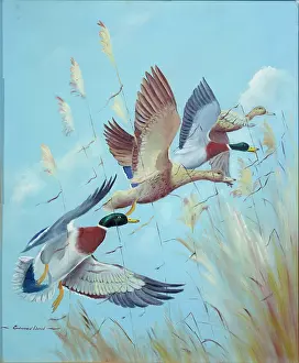 Mallards: Four Mallards flying over reeds