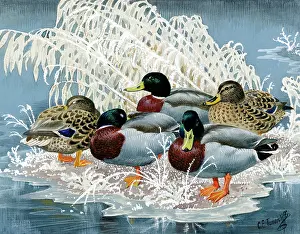 Mallards: Mallards on a Frozen Pond