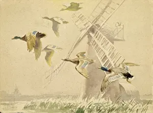 Reeds: Mallards pass a windmill