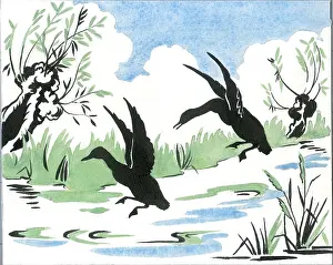 Orton: Mallards settling on the water