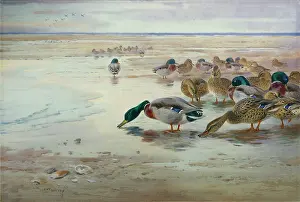 Mallards: Mallards on the Shore at Low Tide