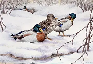 Mallards: Mallards in Snow