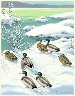 Mallards: Mallards in the snow by a lake