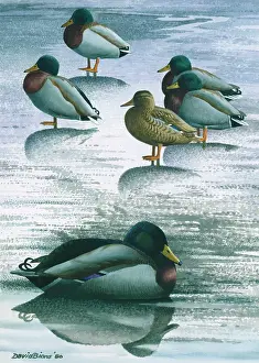 Mallards: Mallards thawing out ' ducks on ice