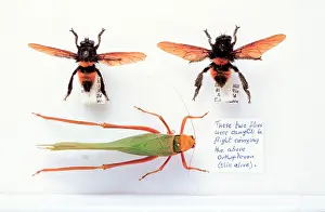 Ensifera: Mallophora infernalis, robber flies