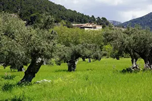 Farmhouses: Mallorca, Spain, Valldemossa - Farmhouse