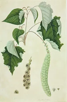 Euphorbiaceae: Mallotus sp