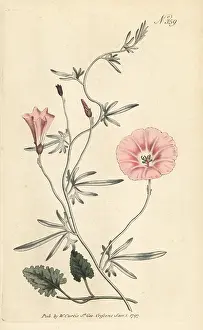 William Curtis: Mallow bindweed, Convolvulus althaeoides