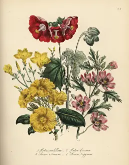 Linum: Mallow and flax species
