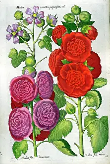 Hollyhocks: Mallow - Hollyhocks