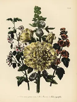 Malva: Mallow or Malva species