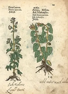 Lonicer: Mallow, and marshmallow, Althaea officinalis