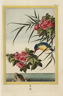 Atthis: Mallow tree, Hibiscus syriacus, and kingfisher