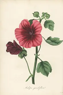 Volume 1: Mallow-wort, Malope trifida