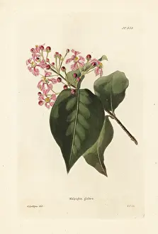 Glabra: Malpighia glabra