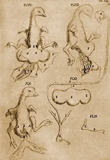 Malpighi: Malpighi's Chicken Drawings