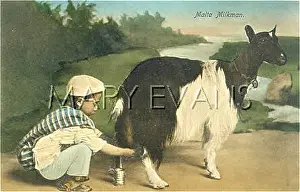 Milked: Malta, goat milking, c. 1905