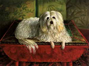 Clipped: Maltese Terrier