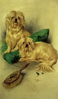 Wardle: Two Maltese Terriers