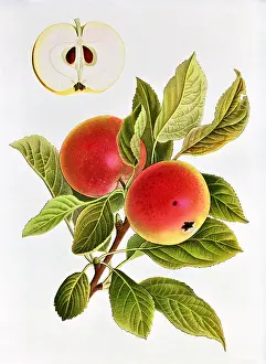 Pome: Apple