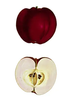 Pome: Apple