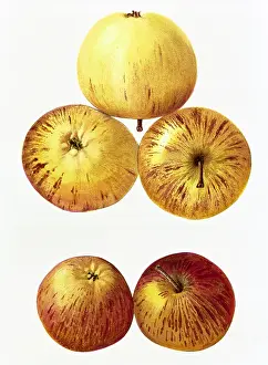 Pome: Apple