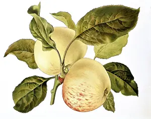 Pome: Apple