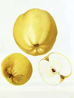Pome: Apple