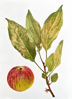 Flamed: Apple
